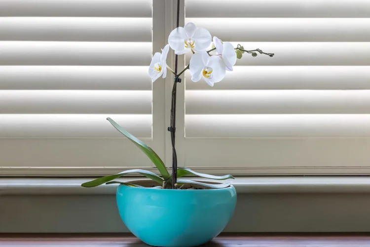 White orchid against cream shutters